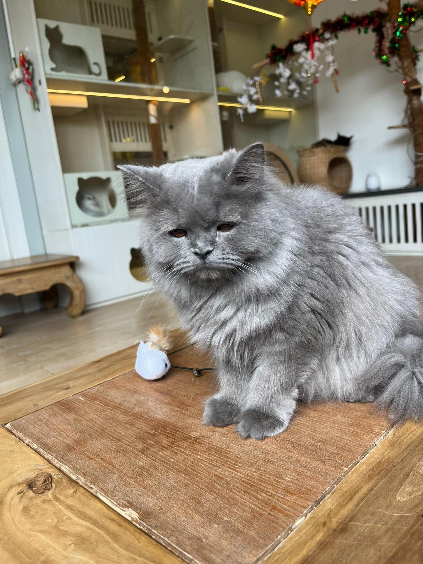 Cafe Residents