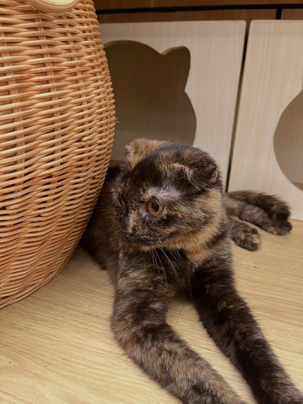 Kucing belang cokelat-hitam bersantai di dekat keranjang rotan