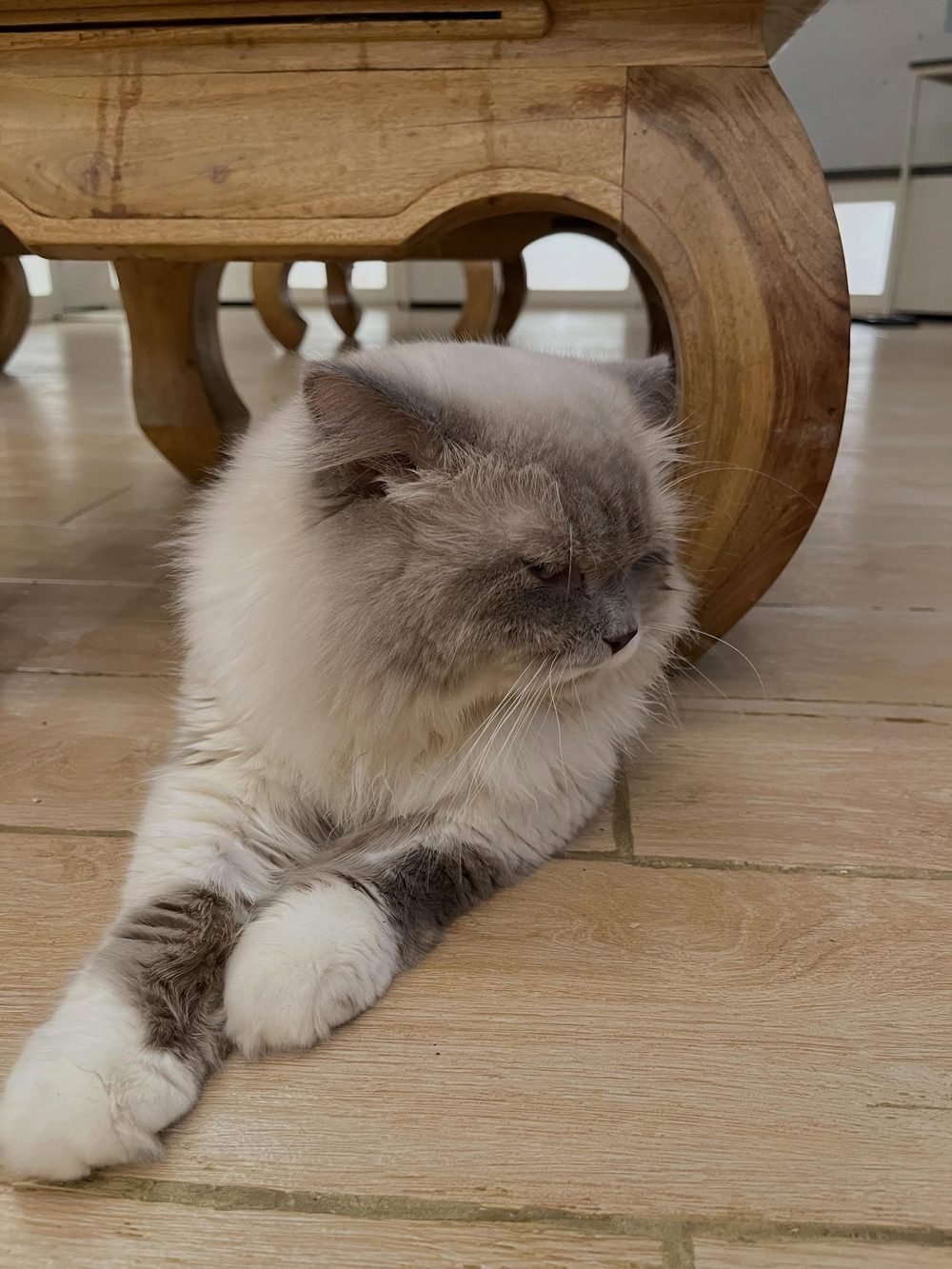 Kucing abu-putih berbulu panjang bersantai di lantai kayu
