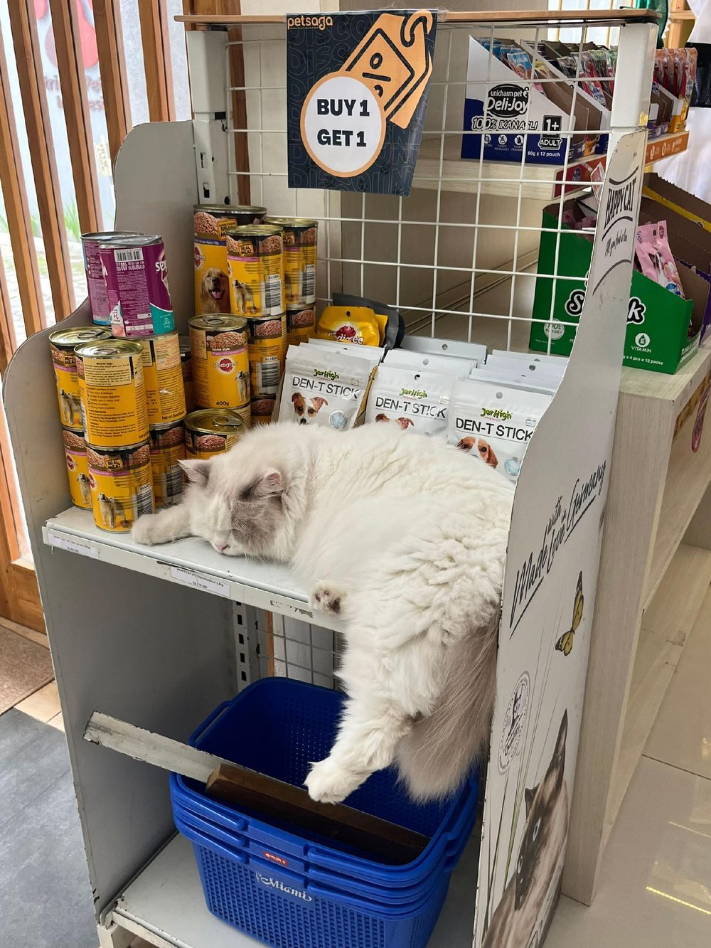 Kucing putih tidur di rak di antara makanan kucing