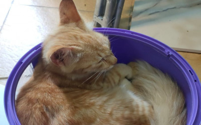 Hari Ke 33 PKL ✂️